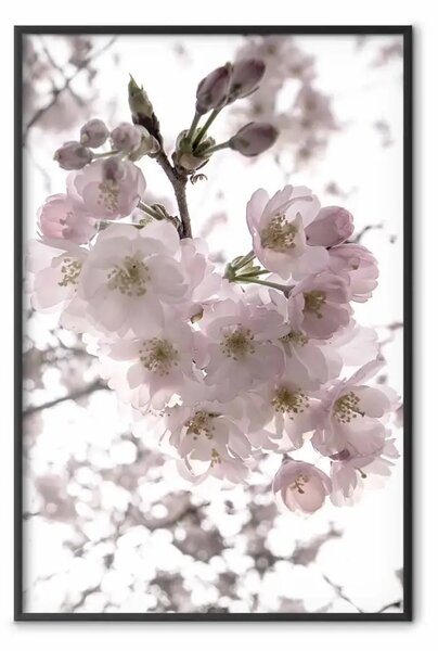 Poster: Fiori ciliegio - albero con fiori rosa su bianco contrastante