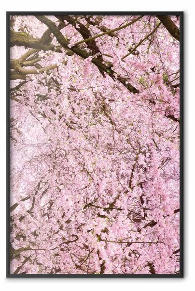 Poster: Albero ciliegie - alberi con foglie rosa chiaro