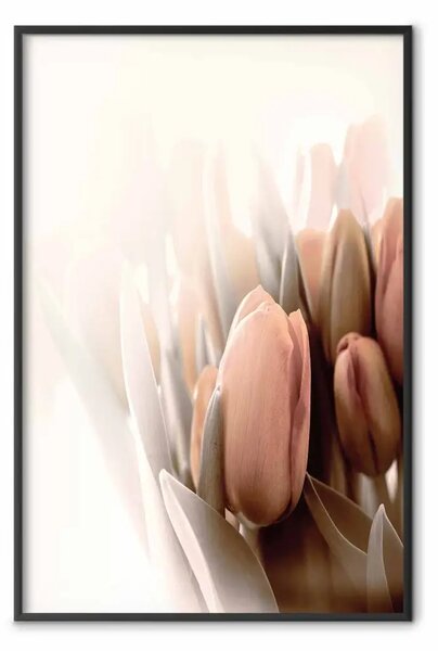 Poster: Nebbia primaverile - tulipani colorati su sfondo luminoso