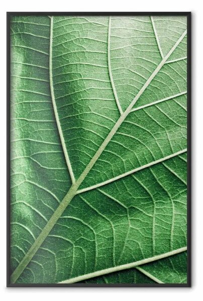 Poster: Foglia di malachite - foglia verde con dettagliata texture da vicino
