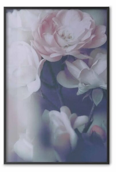 Poster: Rose mattino - composizione primaverile di rose bianche