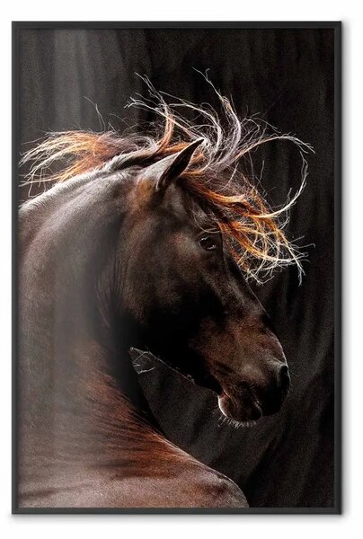 Poster: Vento infuocato - ritratto fiero cavallo mantello marrone