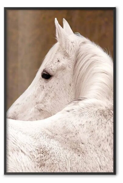 Poster: Occhi tristi - ritratto cavallo bianco su sfondo dorato