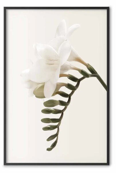Poster: Pennacchio primaverile - composizione fiori bianchi su beige