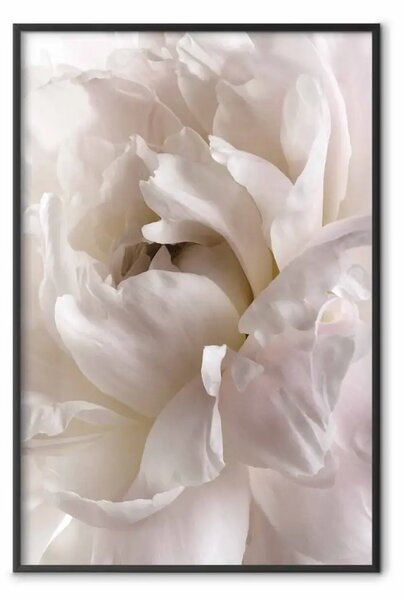 Poster: Distrazione soffice - soffice fiore bianco in una composizione chiara