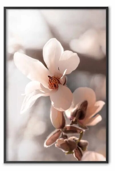Poster: Luce primaverile - fiore rosa chiaro su sfondo primaverile