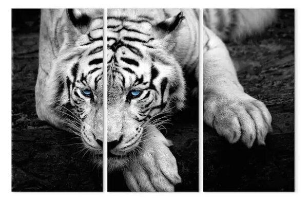 Quadro moderno Un trittico con una tigre sdraiata con gli occhi azzurri