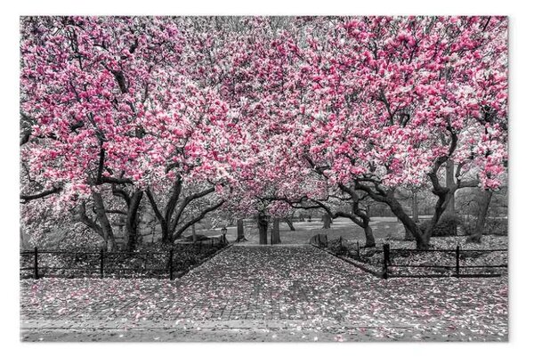 Quadro su tela Parco di magnolie largo - fiori rosa in atmosfera grigia