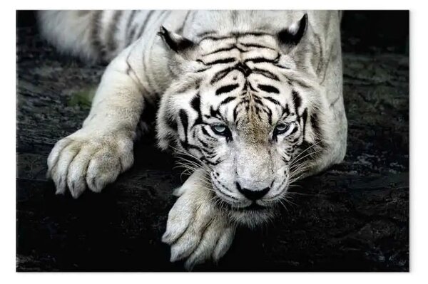 Quadro su tela Sguardo minaccioso largo - primo variante - tigre