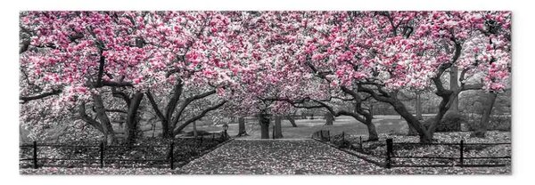 Quadro Parco di magnolie stretto - fiori rosa in atmosfera grigia