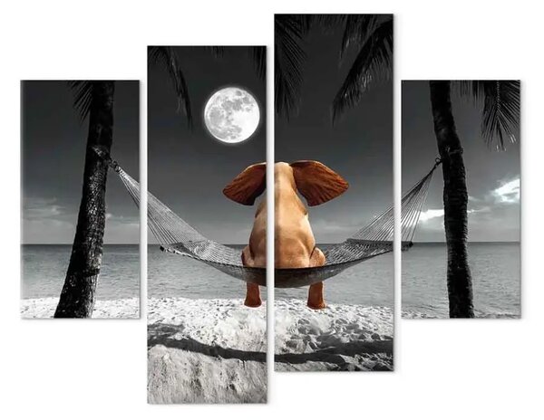 Quadro Elefante su un'amaca che guarda la luna