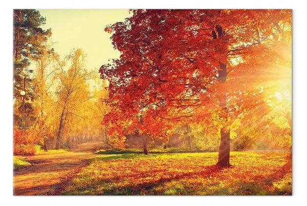 Quadro moderno Pomeriggio autunnale largo - paesaggio dorato degli alberi