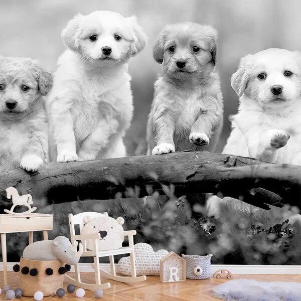Carta da parati moderna Quattro cuccioli - piccoli cani in scena bianco-nera