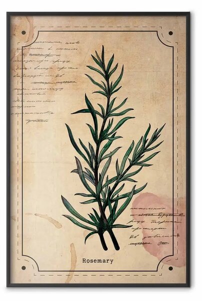 Poster: Sogno dell'erborista - composizione con pianta verde in stile vintage
