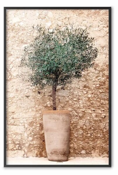 Poster: Verde toscano - composizione estiva con pianta verde in vaso