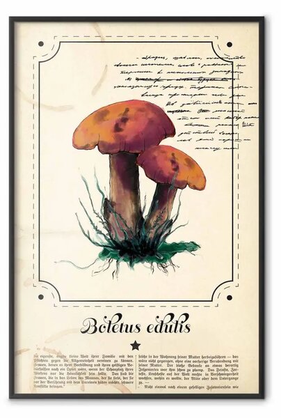 Poster: Atlante dei funghi - funghetti marroni su sfondo beige