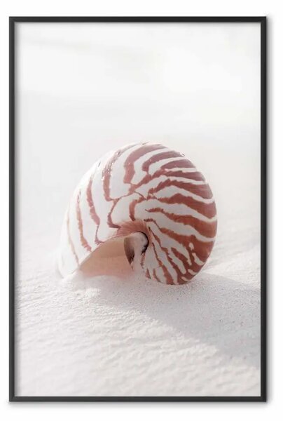 Poster: Guscio di agosto