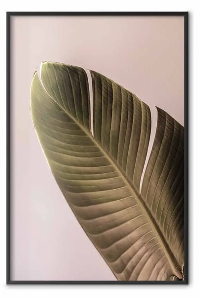 Poster: Atmosfera bananosa - foglia tropicale di banano su sfondo rosa