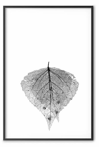 Poster: Macro foglia - texture di una foglia su sfondo bianco