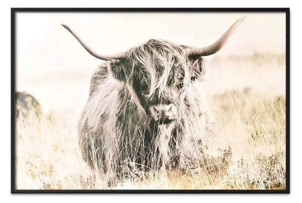 Poster: Gigante scozzese - animale nero tra il paesaggio dorato del campo