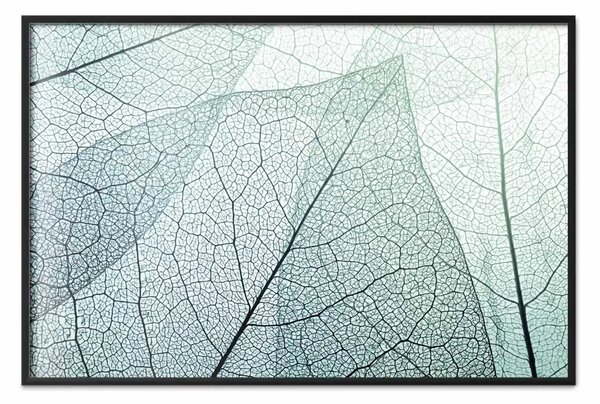 Poster: Flora macro - foglia semitrasparente e turche su sfondo chiaro