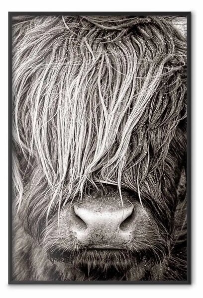 Poster: Faccia a faccia con la natura - ritratto di animale in bianco e nero