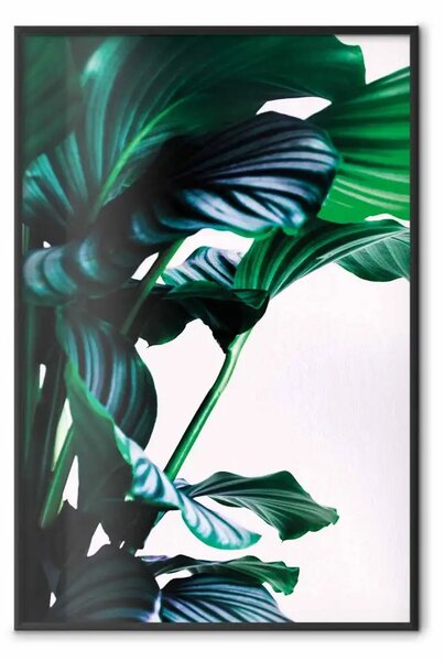Poster: Foglie elastiche - pianta con foglie verdi su sfondo contrastante
