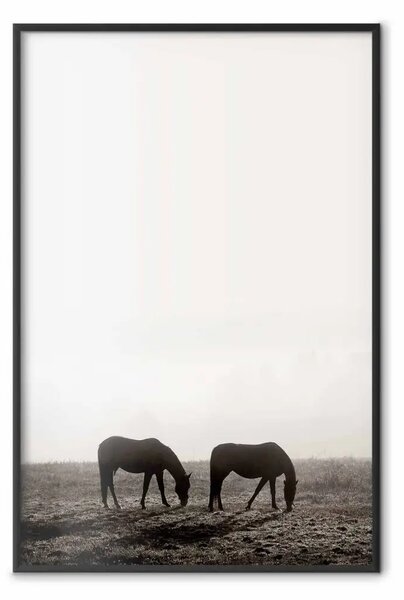 Poster: Sosta mattutina - cavalli in campo con cielo chiaro