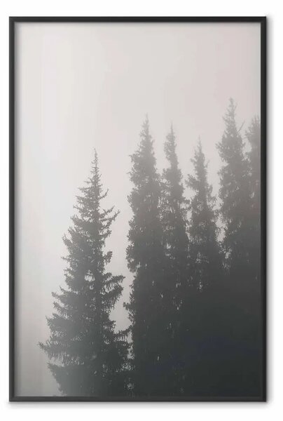 Poster: Profumo nebbia boschiva - alberi di abete nella nebbia