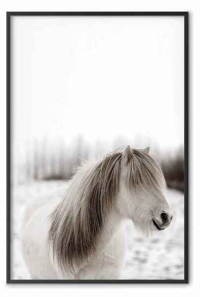 Poster: Criniera cavallo - cavallo bianco, crini su bosco
