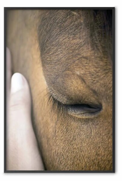 Poster: Tocco lenitivo - mano che tocca viso di cavallo