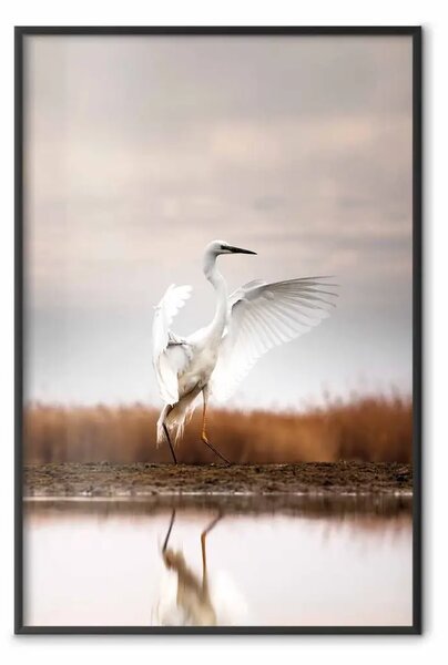 Poster: Autunno lago - uccello bianco su campo dorato