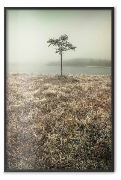 Poster: Riva lago - erba, piccolo albero sull'acqua