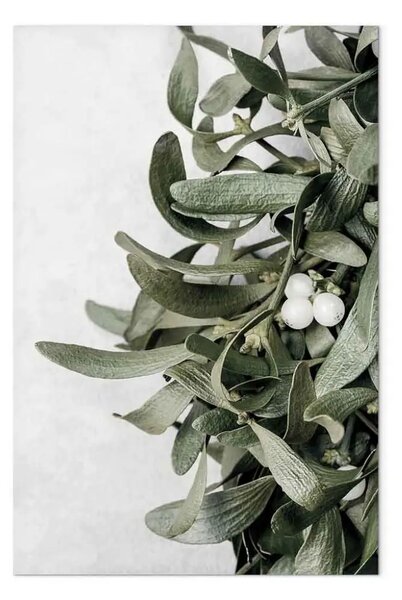 Quadro su tela Foglie di vischio - inverno, foto botanica su uno sfondo bianco