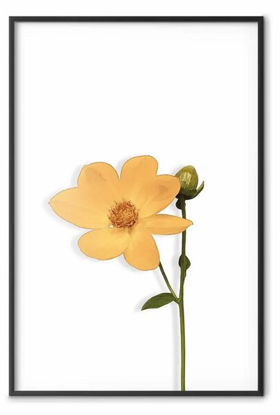 Poster: Fiore incantevole - pianta con fiore giallo su sfondo bianco uniforme