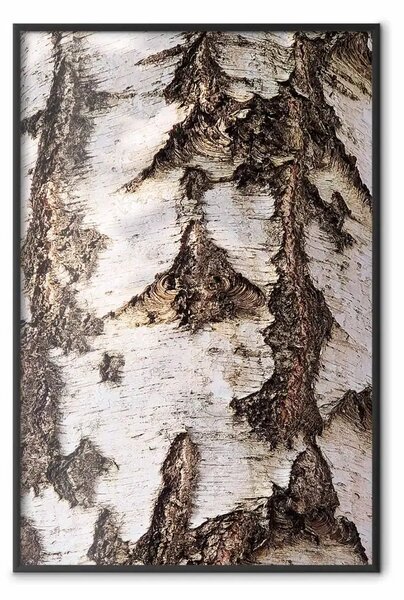 Poster: Bella struttura - texture della corteccia di betulla