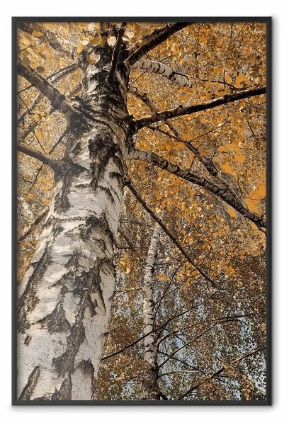 Poster: Colori autunnali - paesaggio autunnale di un albero con foglie dorate