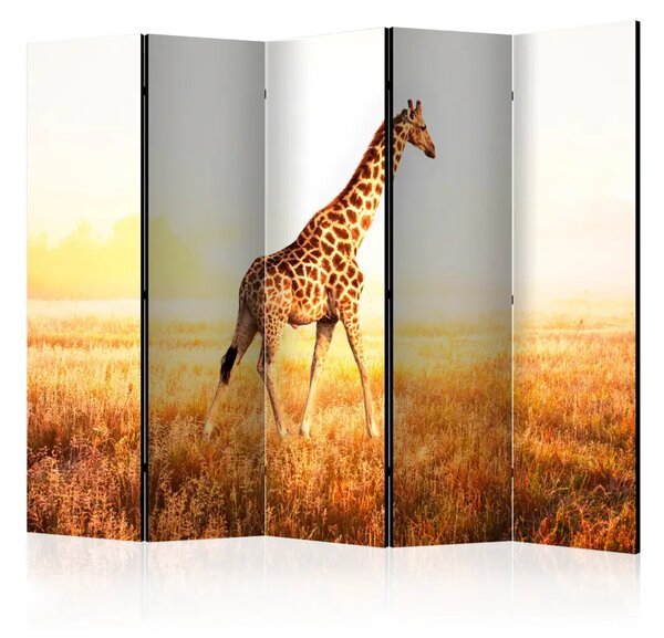 Paravento design Giraffa - passeggiata II - animal walking through a sunny field