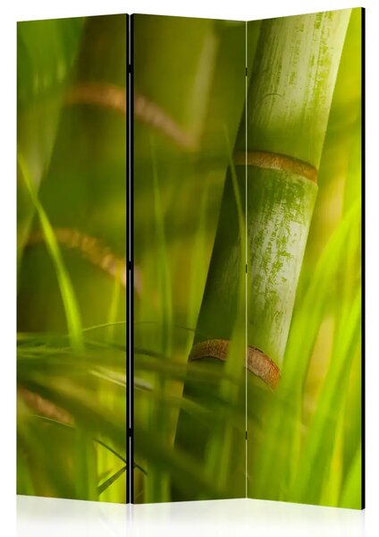 Paravento Bambù - natura zen - Composizione con motivo vegetale