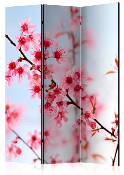 Paravento design Simbolo del Giappone - sakura - fiori di ciliegio su sfondo celeste