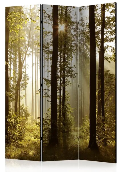 Paravento design Foresta: Sole del mattino - raggi solari tra gli alberi