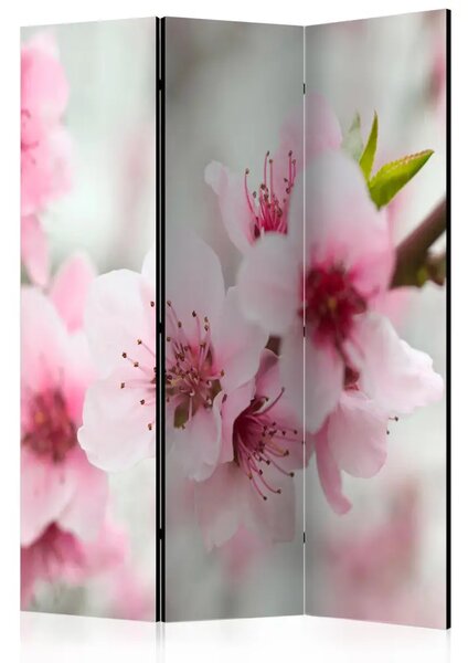 Paravento design Fiori di ciliegio rosa - composizione floreale