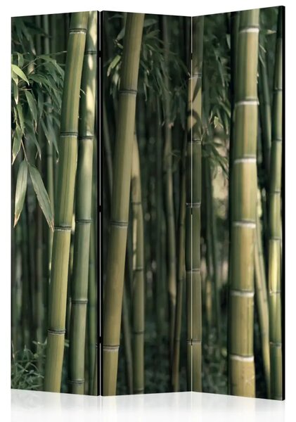 Paravento Esotismo del Bambù - foresta verde scuro piena di canne