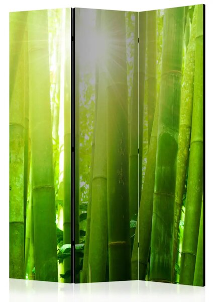 Paravento Sole in mezzo al verde - bambù sotto i raggi del sole