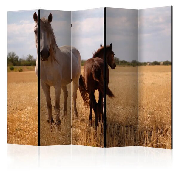 Paravento design Cavallo e Puledro II - animali selvatici in un paesaggio