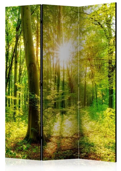 Paravento Raggi della foresta - paesaggio vegetale con sole