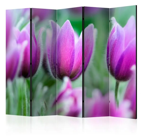Paravento separè Tulipani Viola Primaverili II - Fiori colorati su un prato verde