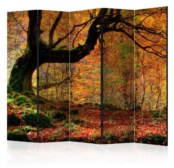 Paravento separè Autunno, Foresta e Foglie II - paesaggio autunnale dorato