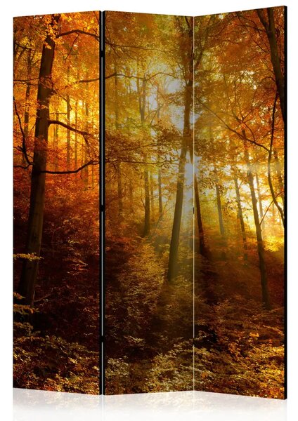Paravento separè Illuminazione autunnale - paesaggio boschivo con luce solare