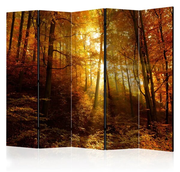 Paravento design Illuminazione autunnale II - paesaggio boschivo con luce solare
